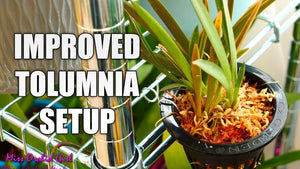 Today I am taking you along as I am adding a few twists to my Tolumnia setup! 🦋 More info below! 🦋 Tolumnias are wonderful, miniature Orchids which can be ...