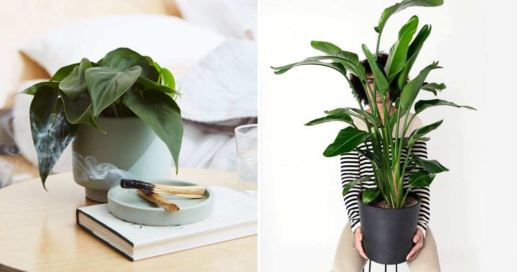 Turn Your Dorm Room Into a Sanctuary With These 51 "Easy-Growing" House Plants
