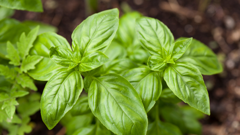 [dropcap]W[/dropcap]hat would a summer garden be without basil? It has a fresh taste, aromatic, and the perfect herb to add to any dish