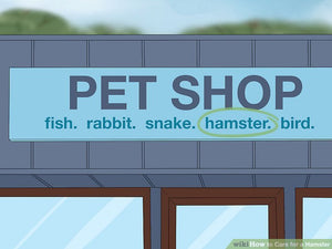 How to Care for a Hamster